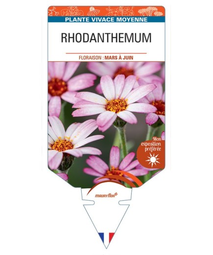 RHODANTHEMUM (rose)