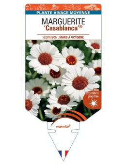 RHODANTHEMUM Casablanca voir Marguerite