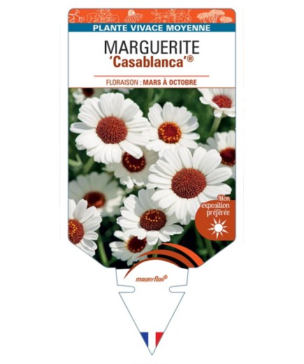 RHODANTHEMUM Casablanca voir Marguerite