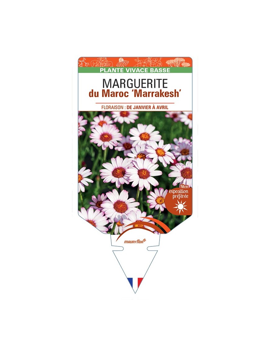 RHODANTHEMUM hosmariense Marrakesh voir Marguerite du Maroc