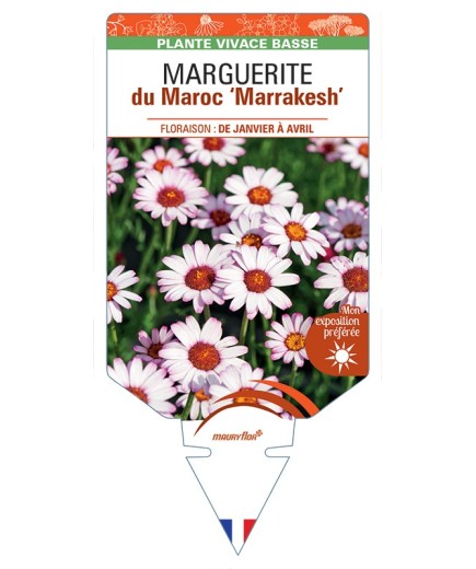 RHODANTHEMUM hosmariense Marrakesh voir Marguerite du Maroc