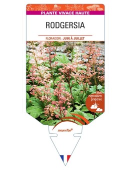RODGERSIA PINNATA (rose)