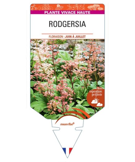 RODGERSIA PINNATA (rose)