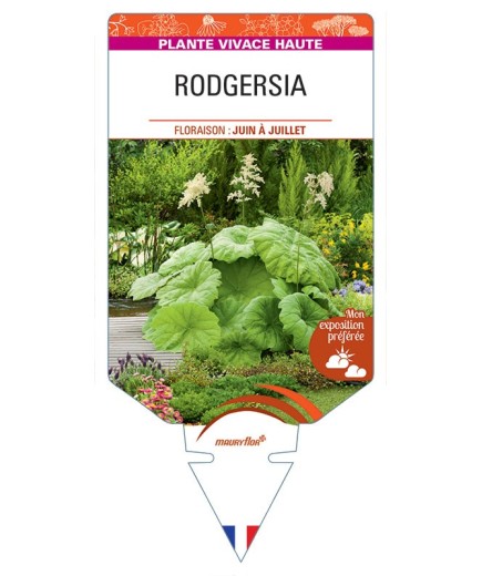 RODGERSIA TABULARIS (blanc)