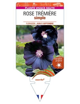 Rose Trémière SIMPLE (noir)