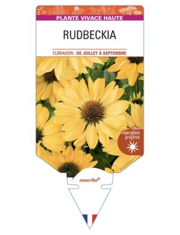 Rudbeckia (jaune)