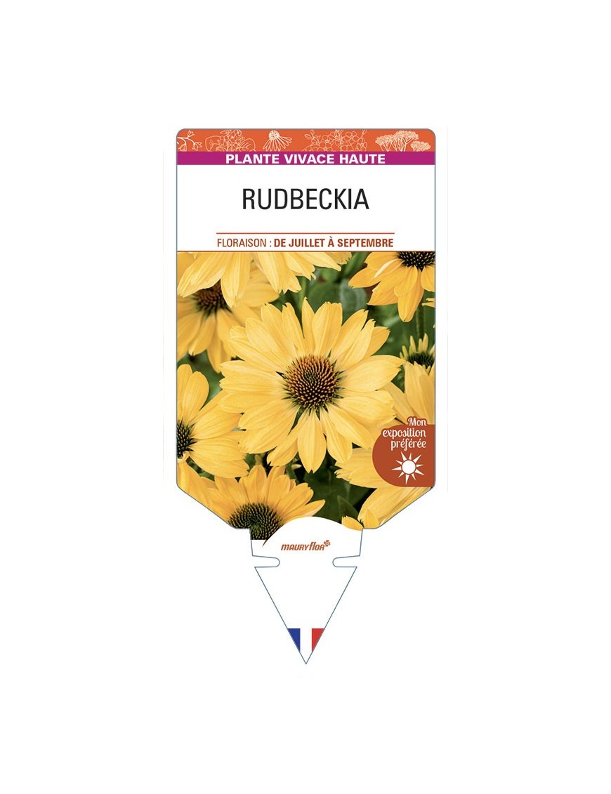 Rudbeckia (jaune)