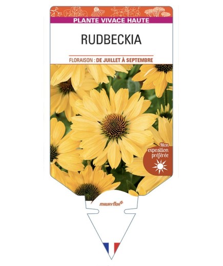 Rudbeckia (jaune)