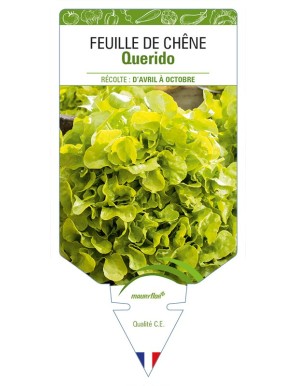 Feuille de Chêne Querido (Laitue)