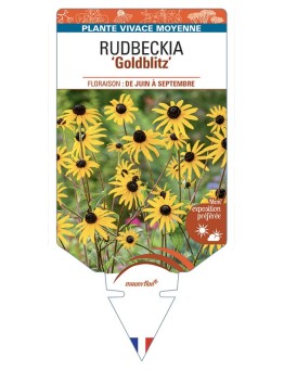 Rudbeckia (fulgida) Goldblitz
