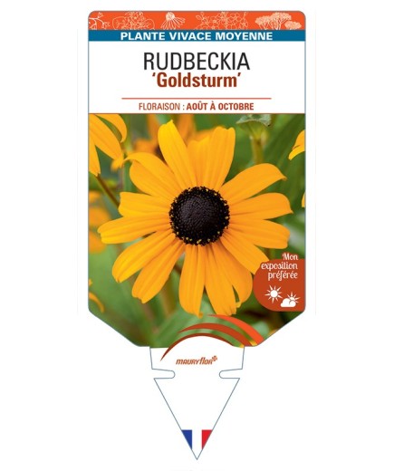 Rudbeckia (fulgida) Goldsturm