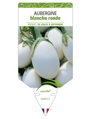 Aubergine blanche ronde
