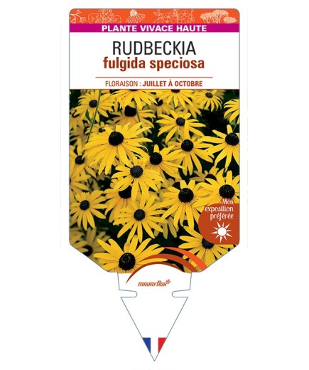 Rudbeckia (fulgida) jaune speciosa