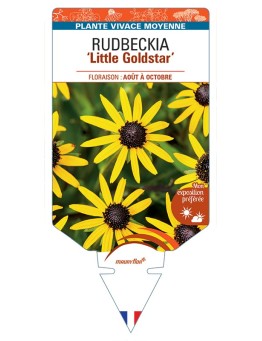 Rudbeckia (fulgida) Little Goldstar
