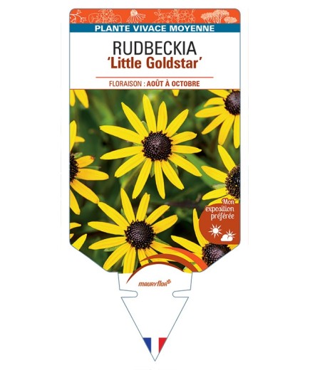 Rudbeckia (fulgida) Little Goldstar