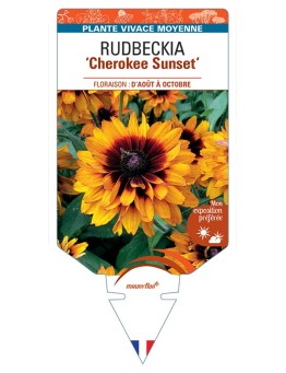 Rudbeckia (x hirta) Cherokee Sunset