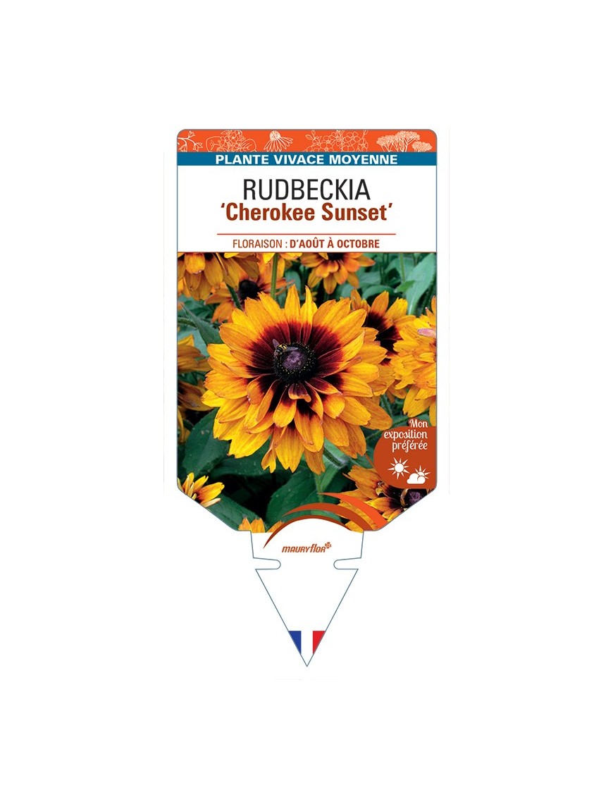 Rudbeckia (x hirta) Cherokee Sunset