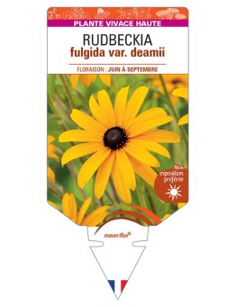 Rudbeckia fulgida var. deamii