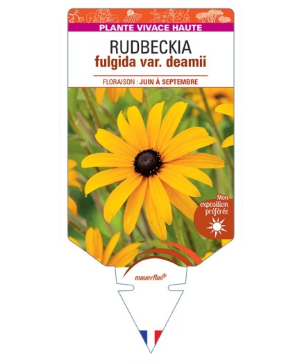 Rudbeckia fulgida var. deamii