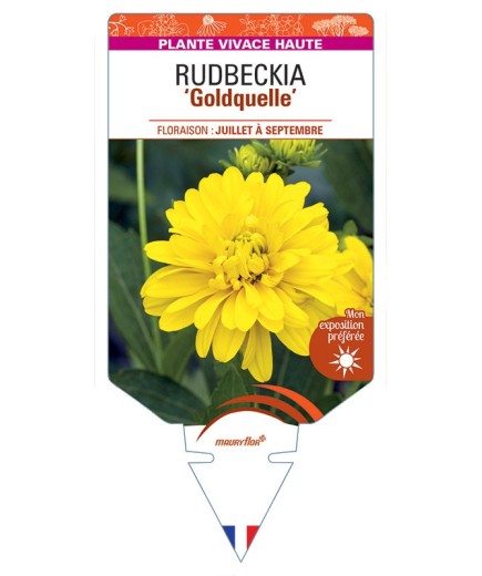 Rudbeckia LACINIATA GOLDQUELLE