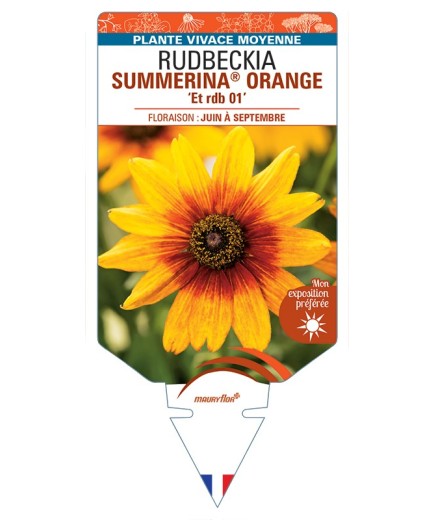 Rudbeckia SUMMERINA® ORANGE Et rdb 01
