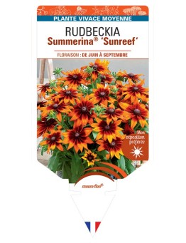 Rudbeckia SUMMERINA® SUNREEF