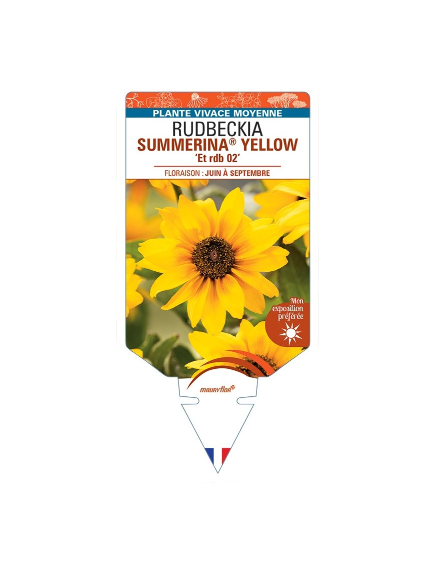 Rudbeckia SUMMERINA® YELLOW Et rdb 02