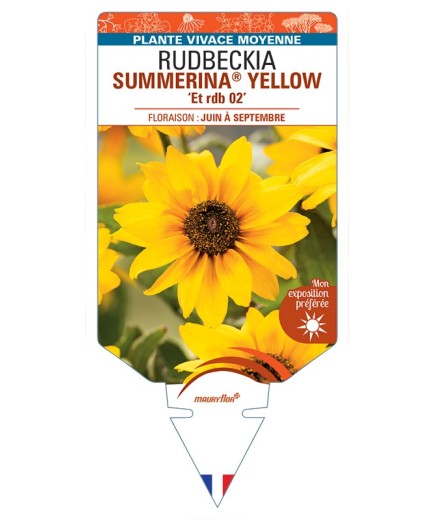 Rudbeckia SUMMERINA® YELLOW Et rdb 02