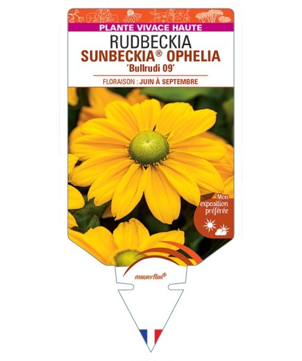 Rudbeckia SUNBECKIA® OPHELIA Bullrudi 09