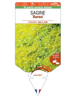 SAGINA (subulata) Aurea