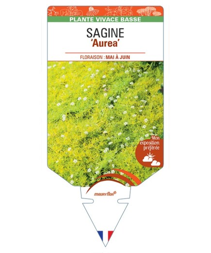 SAGINA (subulata) Aurea