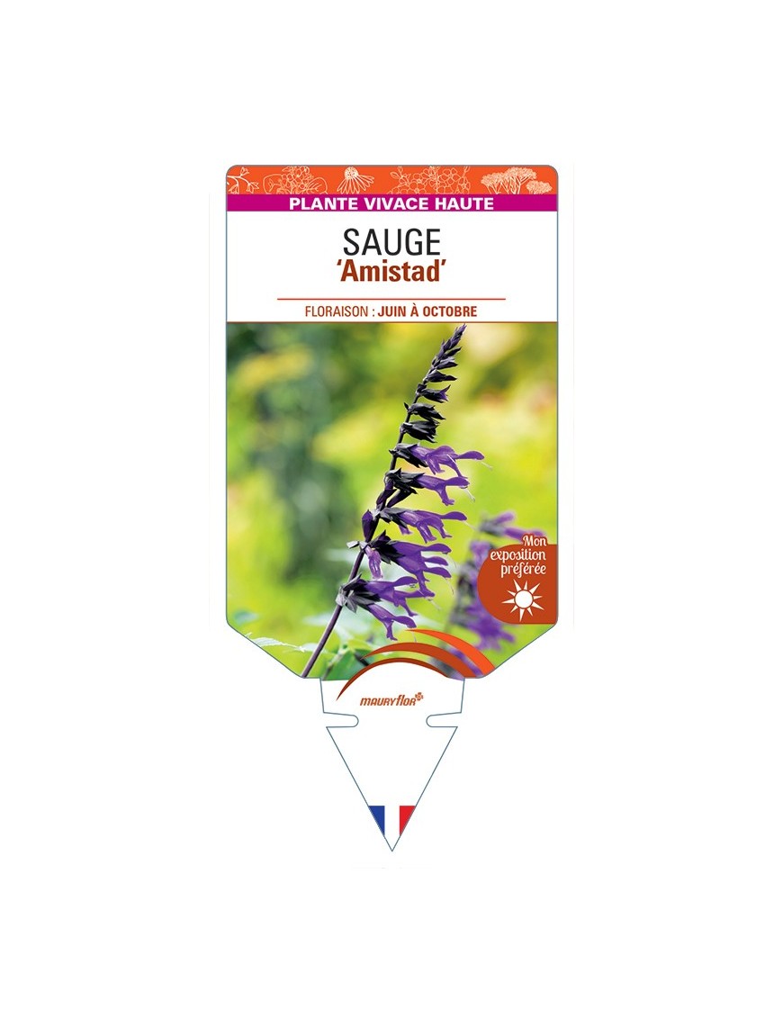 SALVIA Amistad voir Sauge