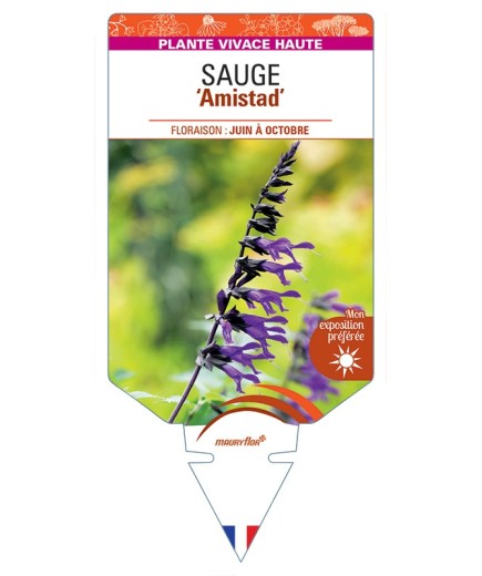 SALVIA Amistad voir Sauge