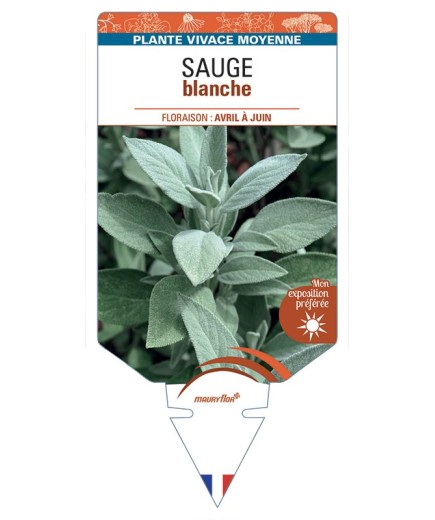 SALVIA apiana voir Sauge blanche