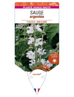 SALVIA argentea voir Sauge argentée