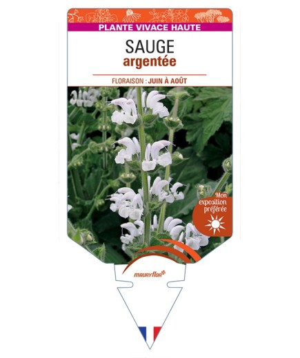 SALVIA argentea voir Sauge argentée