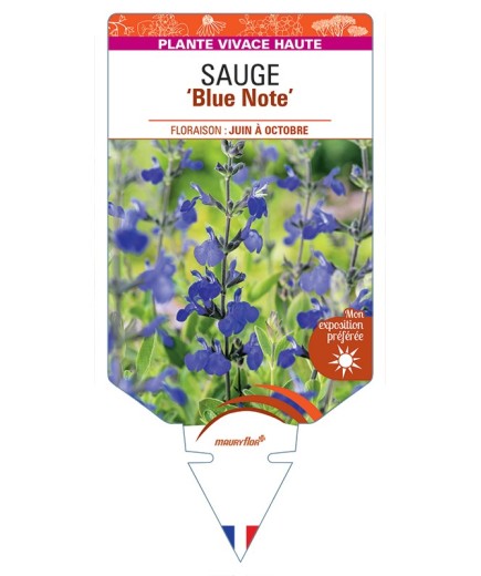 SALVIA Blue Note voir Sauge
