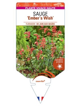 SALVIA Ember's Wish voir Sauge