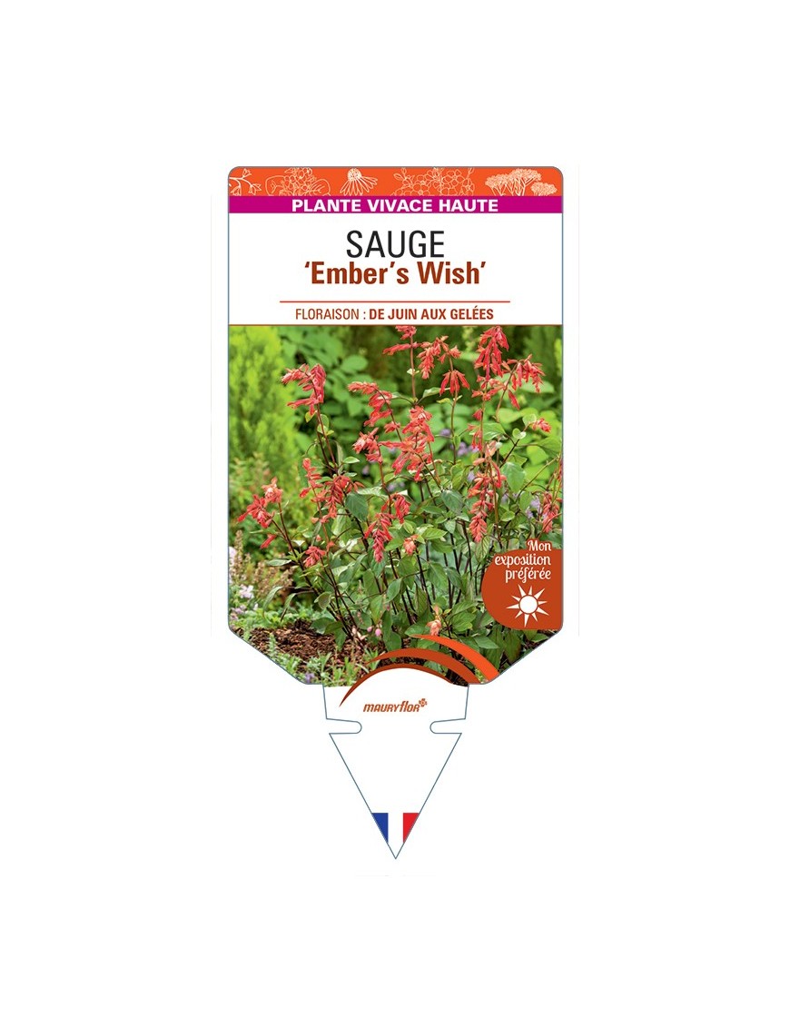 SALVIA Ember's Wish voir Sauge