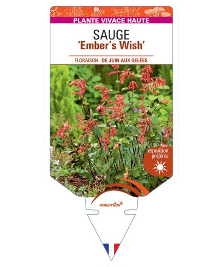 SALVIA Ember's Wish voir Sauge