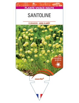 SANTOLINE (feuillage vert) *
