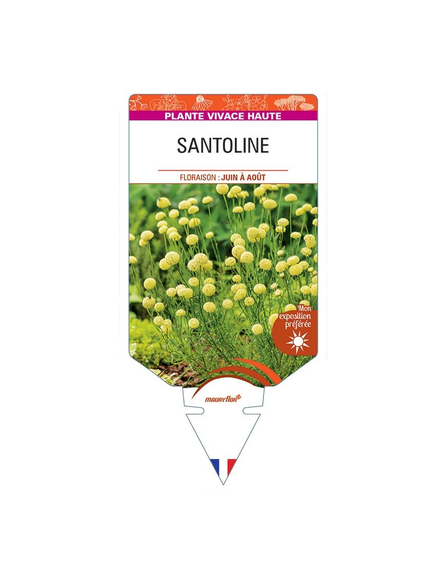 SANTOLINE (feuillage vert) *