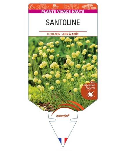 SANTOLINE (feuillage vert) *