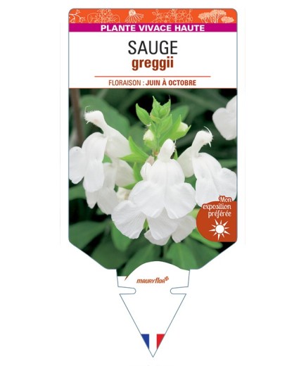 SALVIA greggii blanche voir Sauge