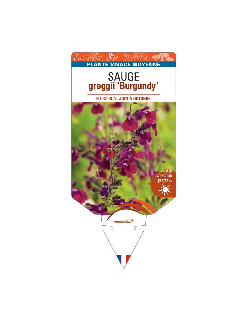 SALVIA greggii Burgundy voir Sauge