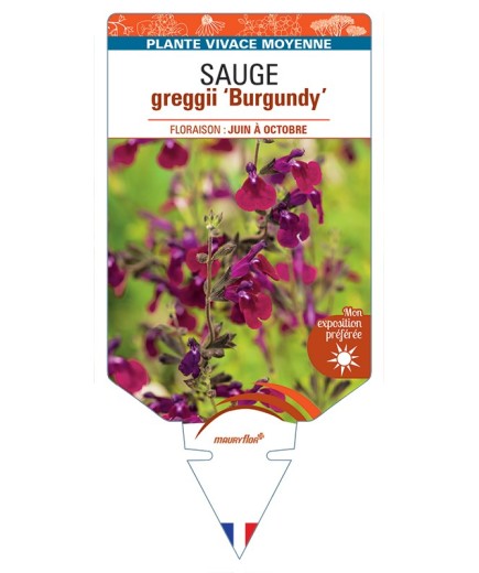 SALVIA greggii Burgundy voir Sauge
