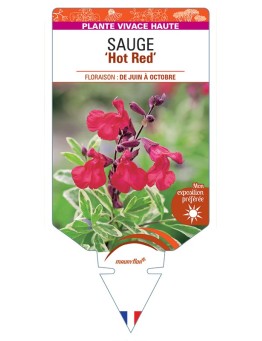 SALVIA greggii Hot Red voir Sauge