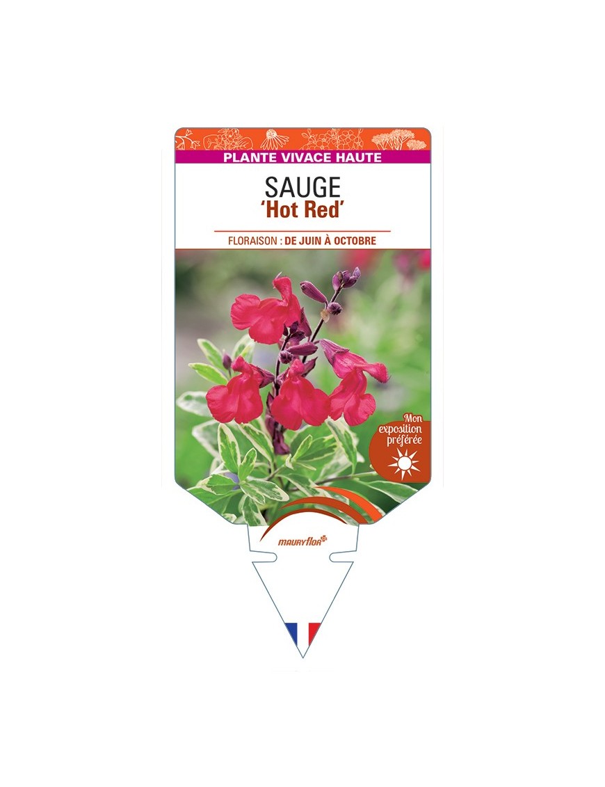 SALVIA greggii Hot Red voir Sauge