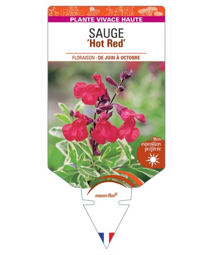 SALVIA greggii Hot Red voir Sauge