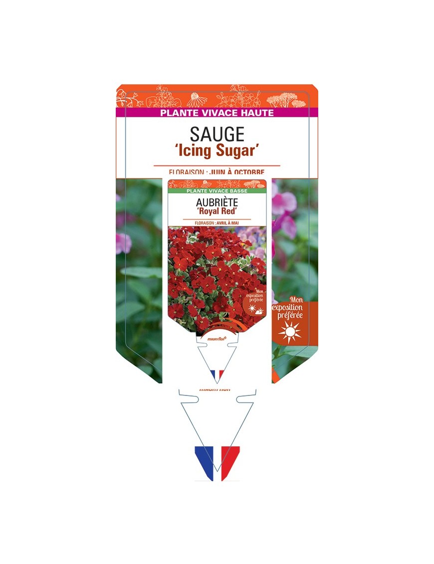 SALVIA gregii 'Icing Sugar' voir Sauge 'Icing Sugar'